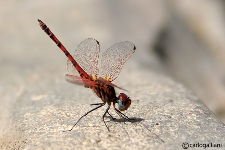 Trithemis arteriosa