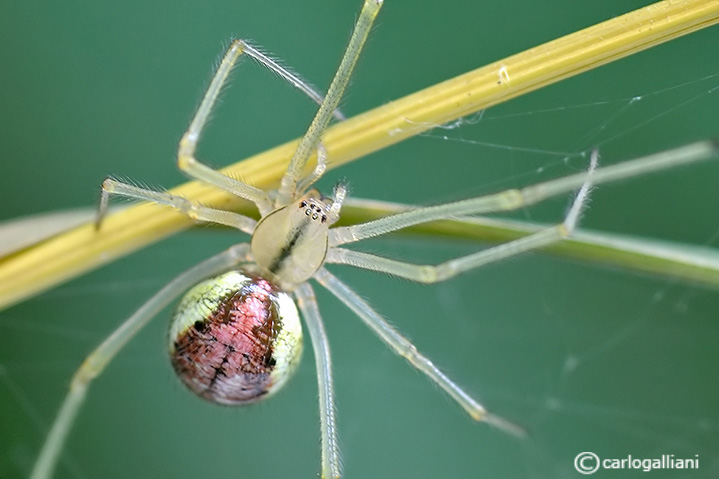 Enoplognatha ovata