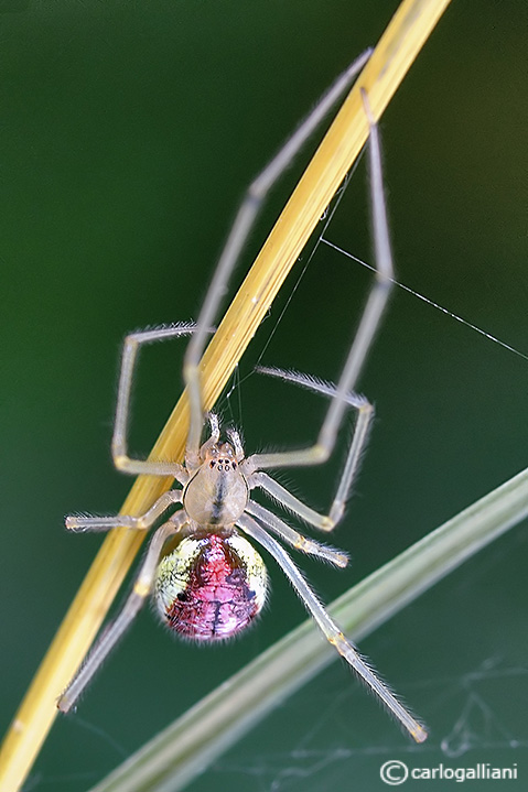 Enoplognatha ovata