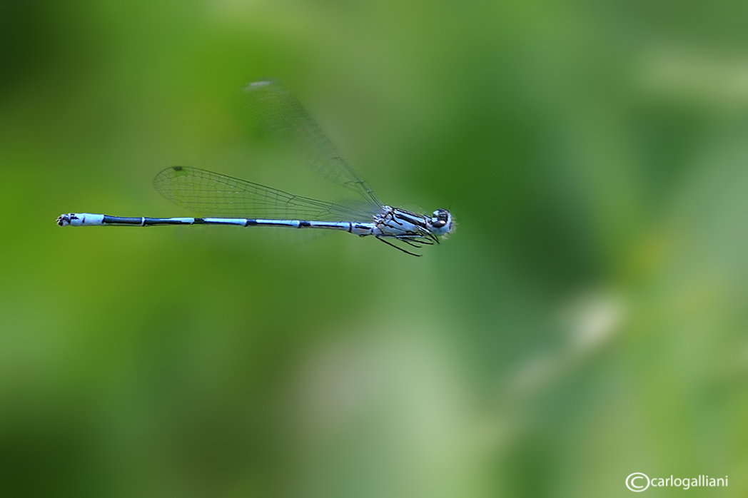 Odonati in volo