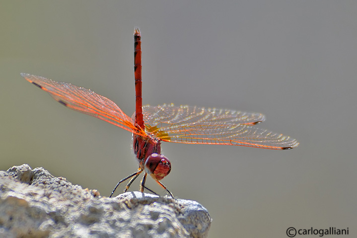 Trithemis arteriosa