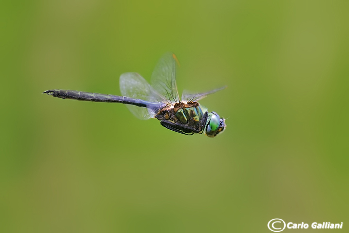 Somatochlora alpestris in volo- o arctica ?