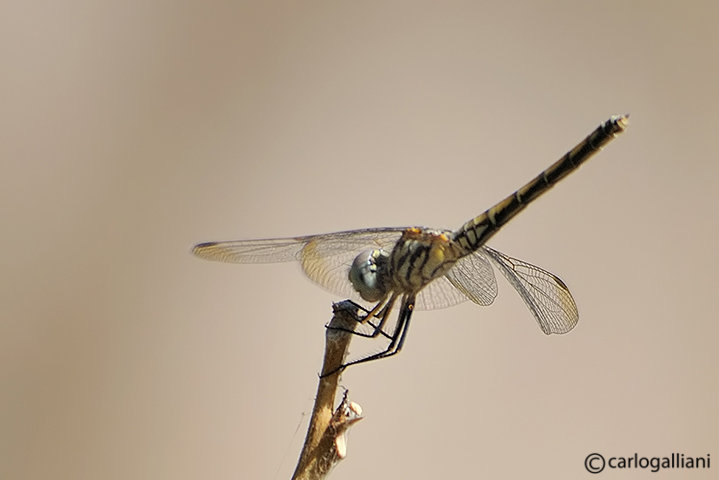 Trithemis arteriosa