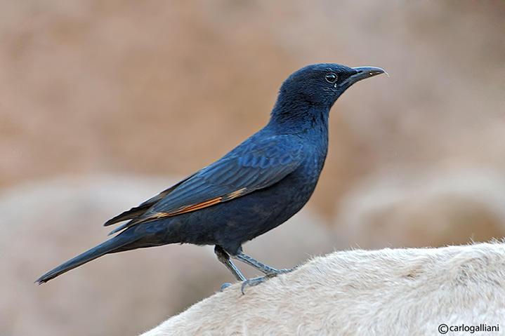 Lo storno di Tristam