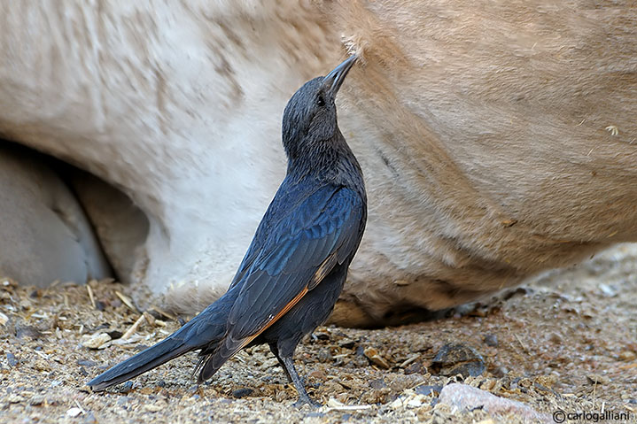 Lo storno di Tristam