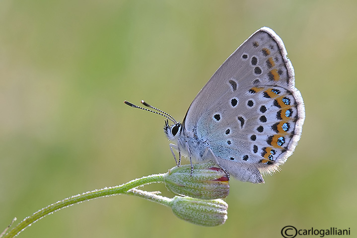 Plebejus quale ?? P. argus ♂
