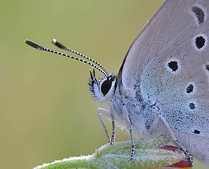 Plebejus quale ?? P. argus ♂