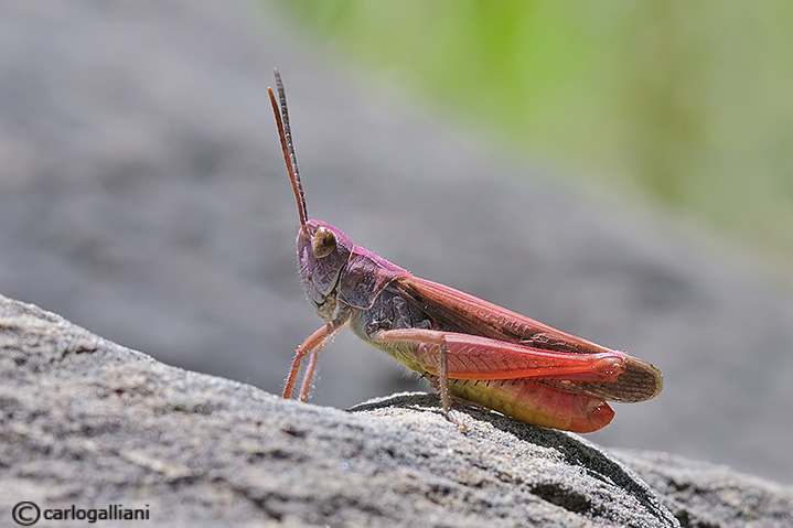 ortottero molto colorato