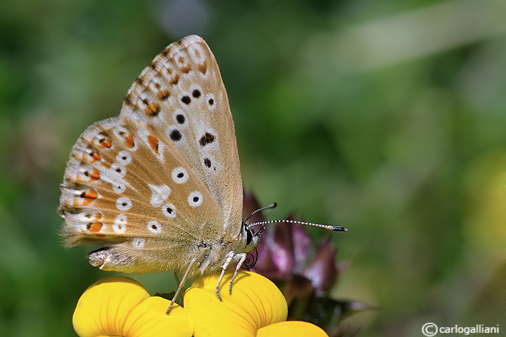 Polyommatus hispanus ?