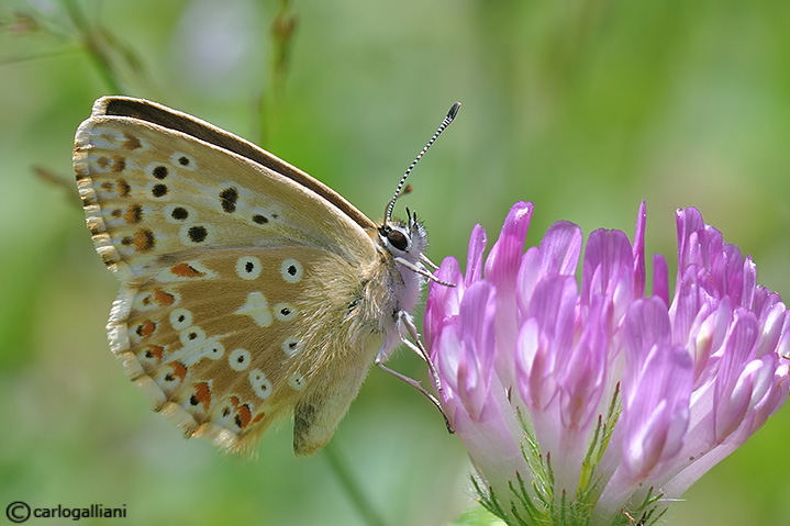 Polyommatus hispanus ?