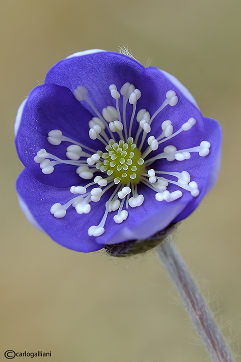 Primi fiori , primi insetti