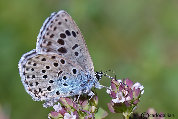 Maculinea arion