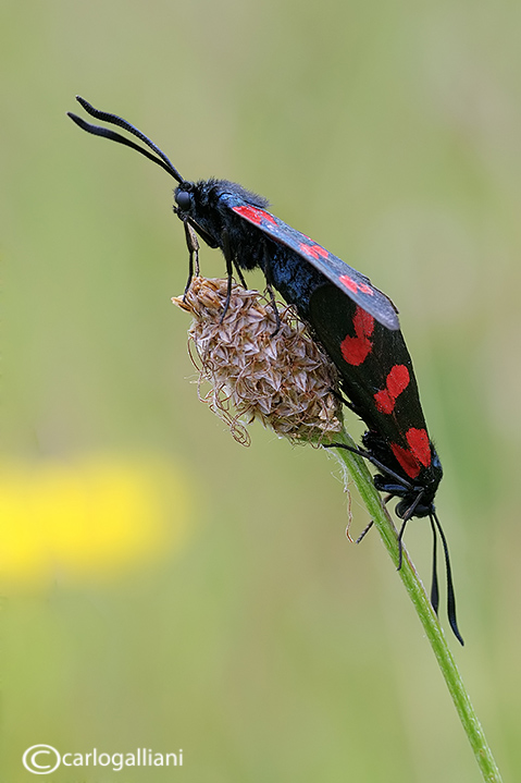 Zigaena filipendula