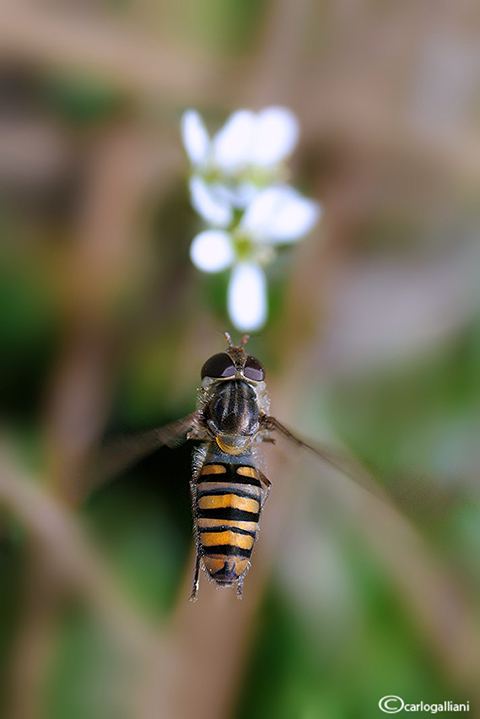 Primi fiori , primi insetti