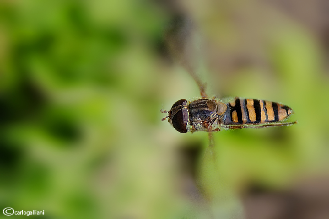 Primi fiori , primi insetti