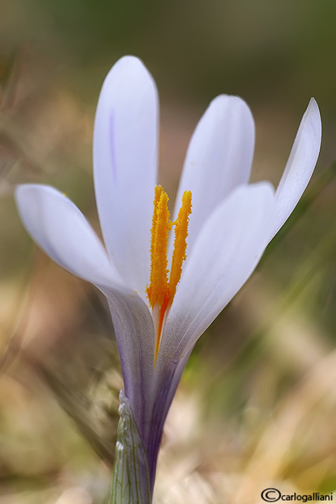 Fiori del weekend