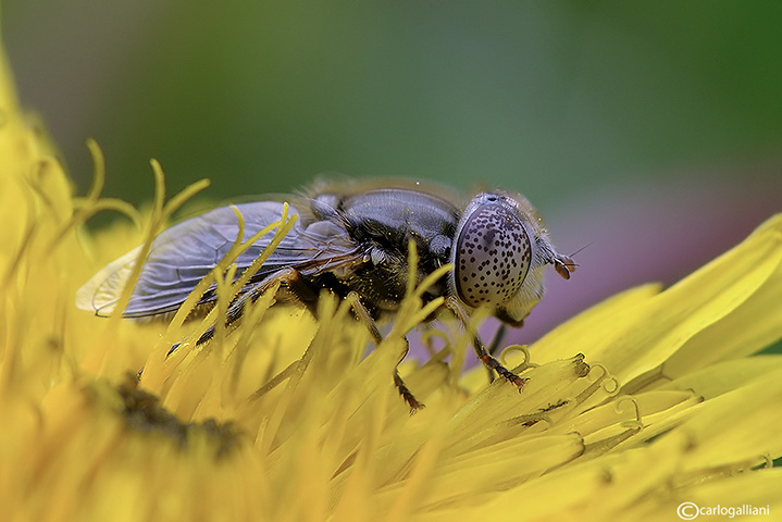 identificazione eristalis ??
