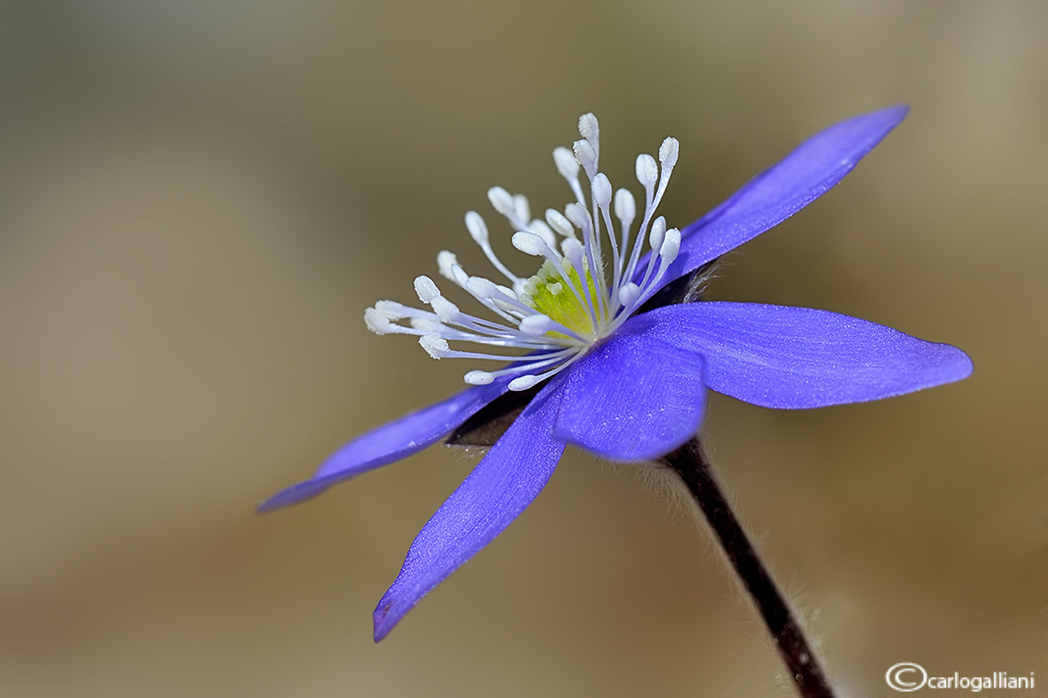 Fiori del weekend