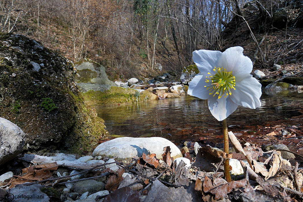 Fiori del weekend