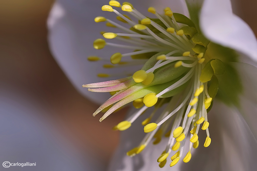 Fiori del weekend