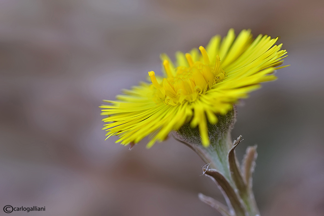Fiori del weekend