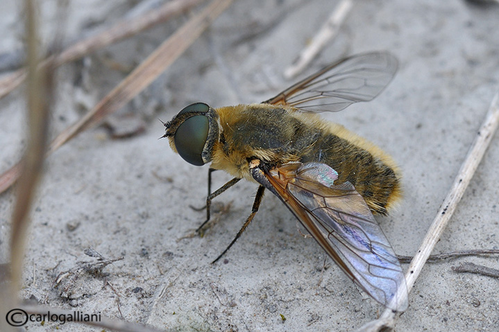 Villa sp. (Bombyliidae)