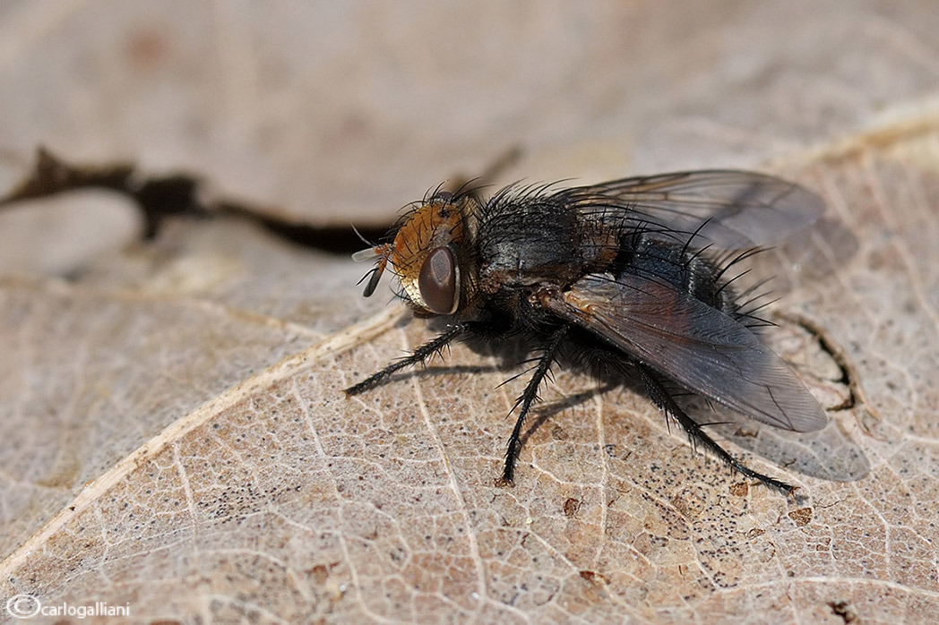 Tachinidae Gonia sp.