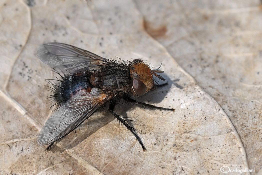Tachinidae Gonia sp.