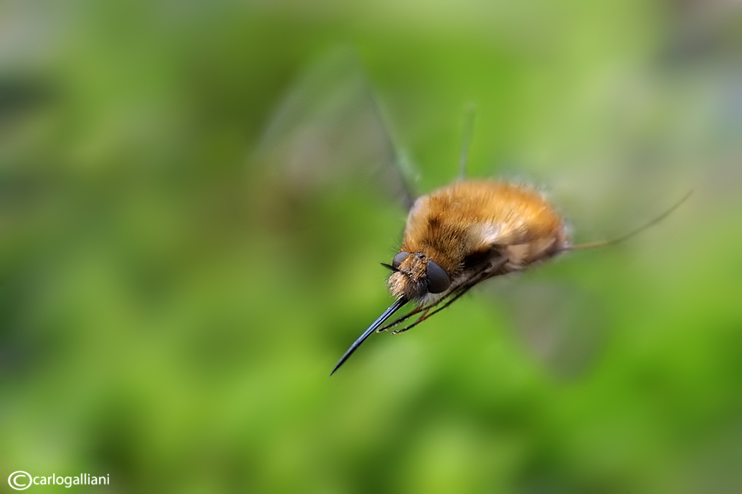 Bombylius major ?....in volo