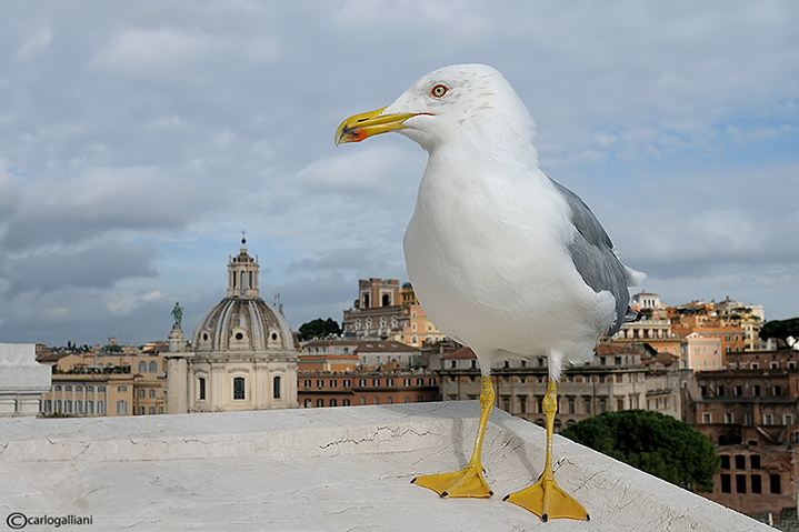 Gabbiano grandangolare a Roma