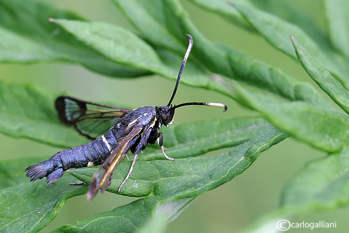 Synanthedon spheciformis  ???