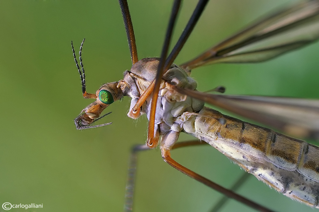 Un giorno da ......Ditteri