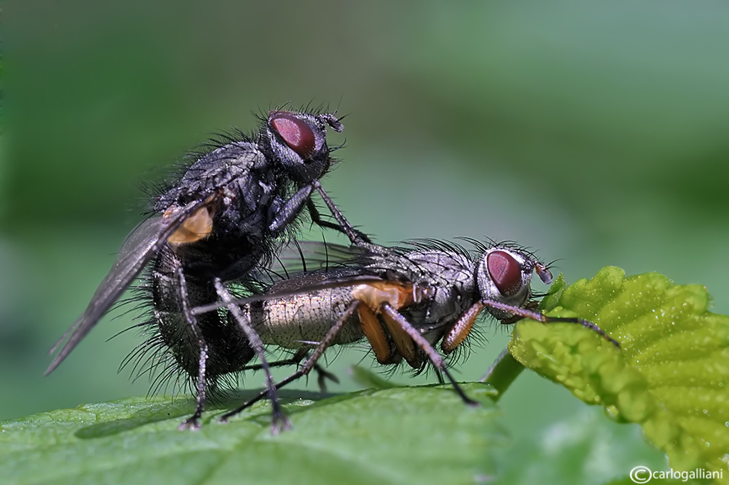 Un giorno da ......Ditteri