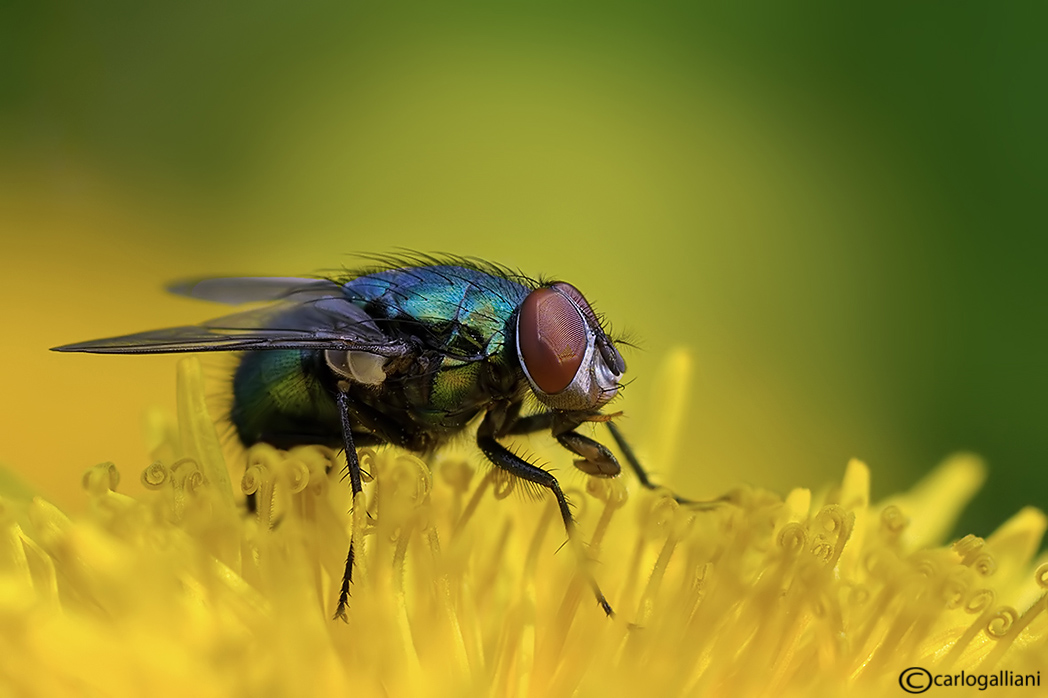 Un giorno da ......Ditteri