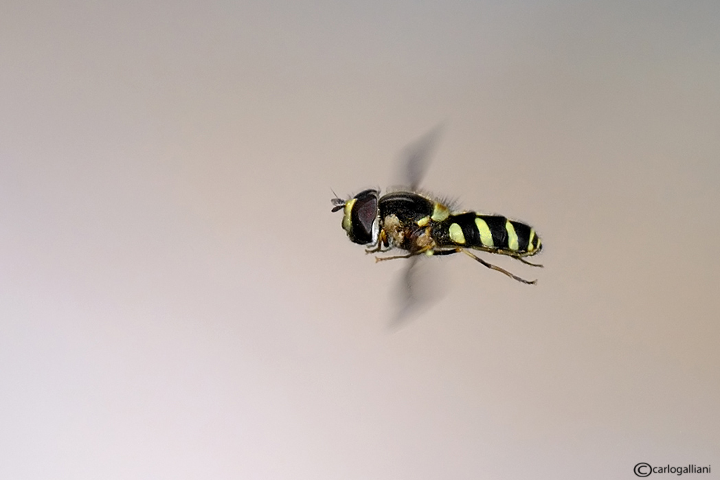 Piccolo sirphidae in volo