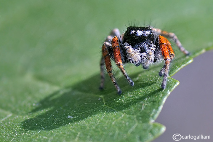 Philaeus chrysops