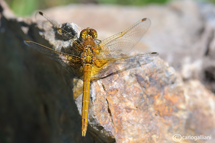 Sympetrum flaveolum