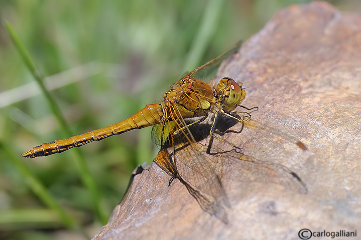 Sympetrum flaveolum