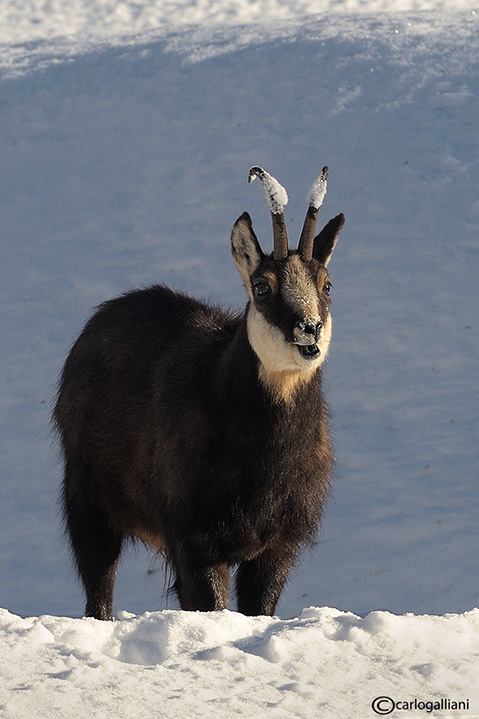 Quattro zampe nella neve al  Gran paradiso