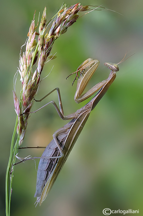 Predazione (Mantis religiosa su phaneroptera)