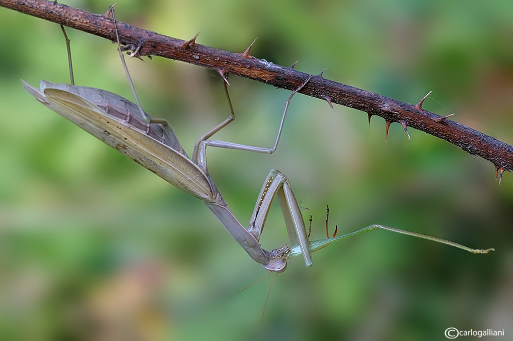 Predazione (Mantis religiosa su phaneroptera)