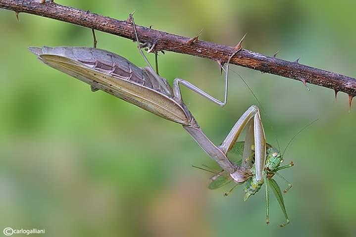 Predazione (Mantis religiosa su phaneroptera)
