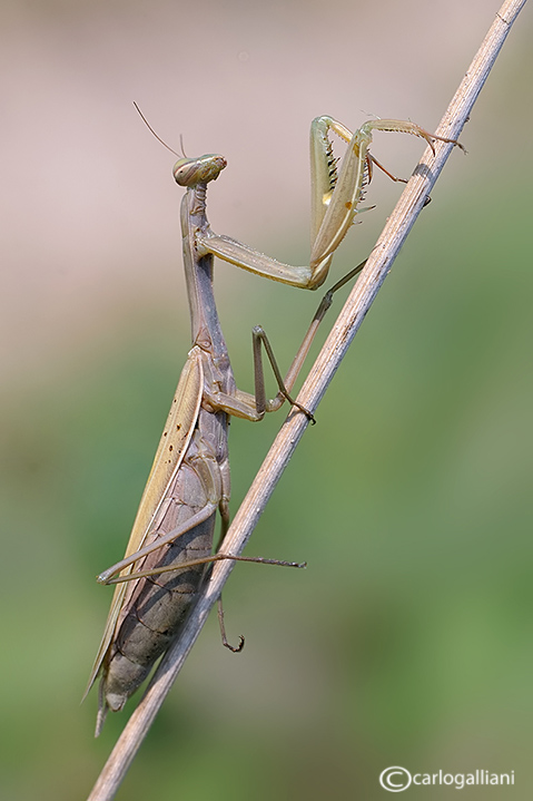 Predazione (Mantis religiosa su phaneroptera)