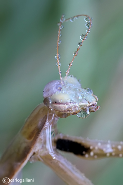 Predazione (Mantis religiosa su phaneroptera)