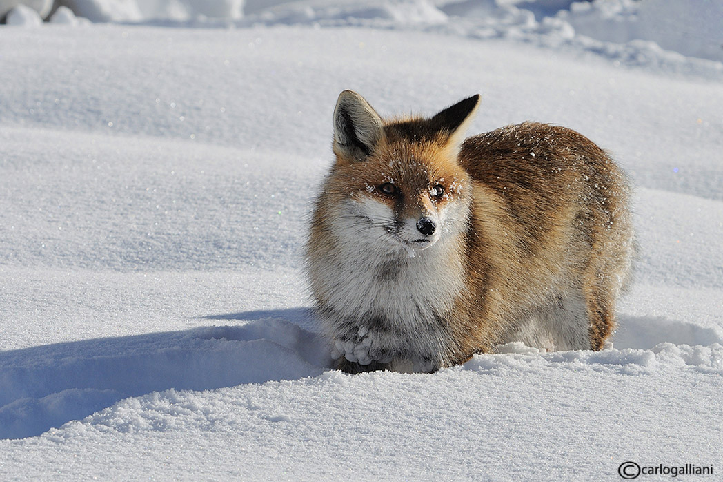 Quattro zampe nella neve al  Gran paradiso