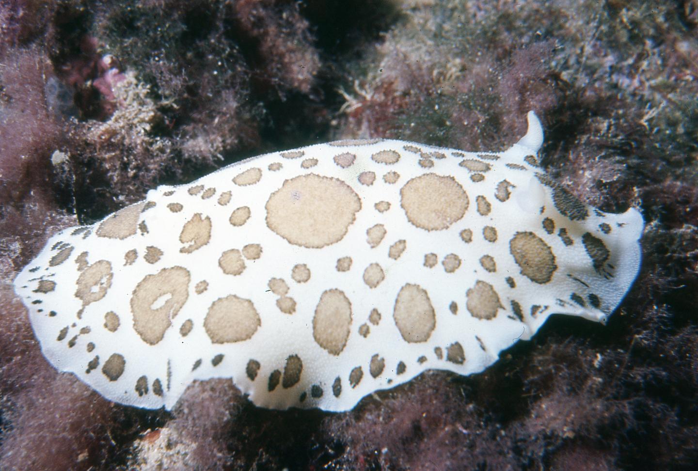 Discodoris atromaculata