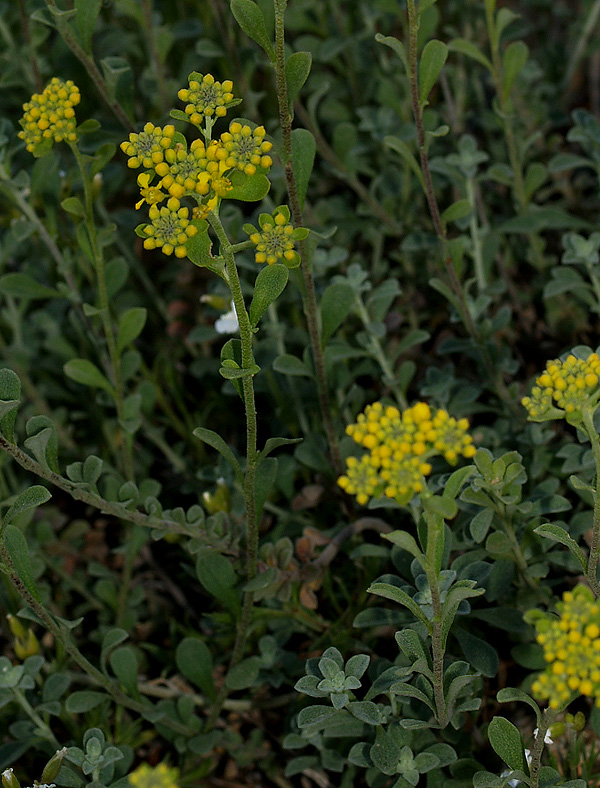 Alyssum bertolonii