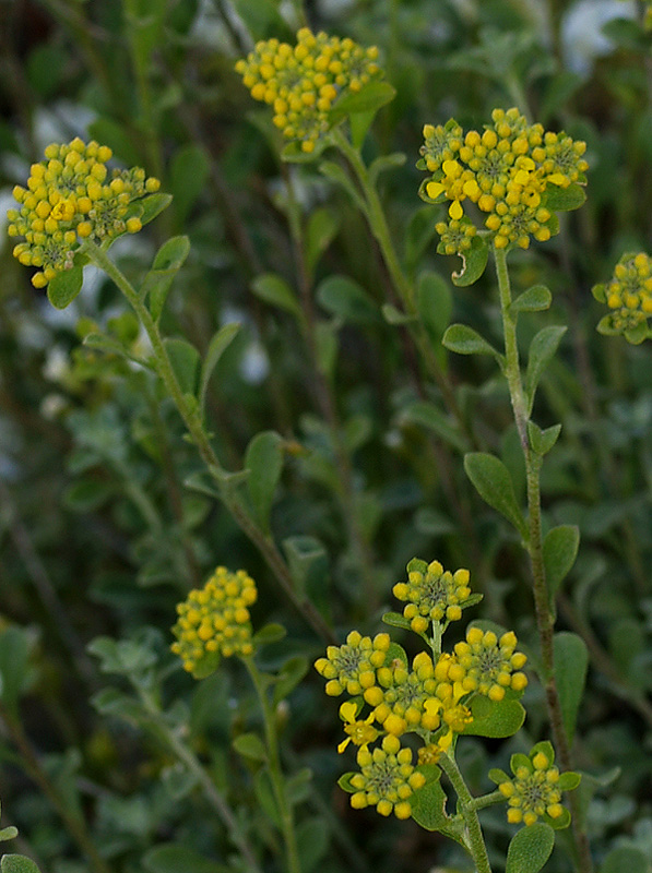 Alyssum bertolonii