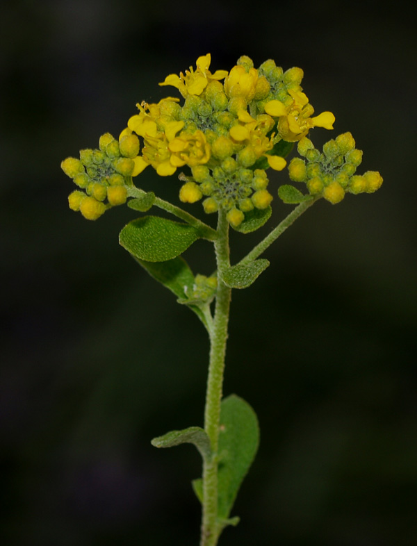 Alyssum bertolonii