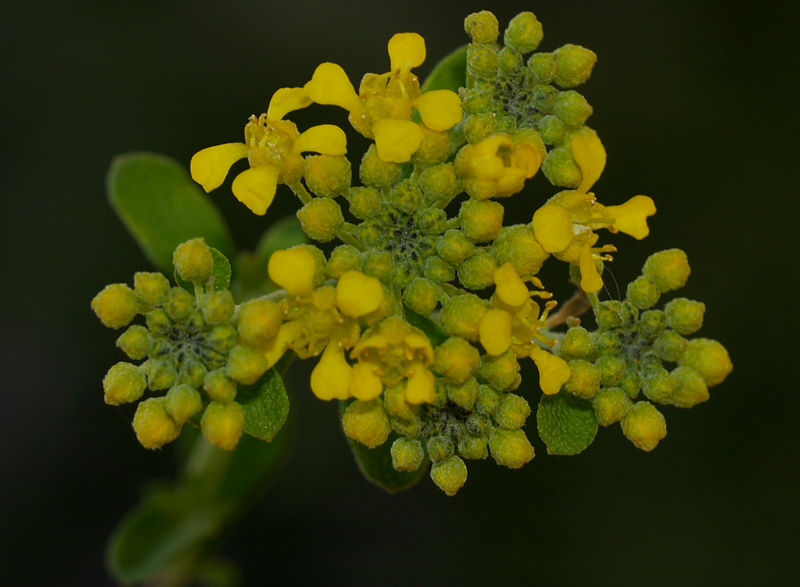Alyssum bertolonii